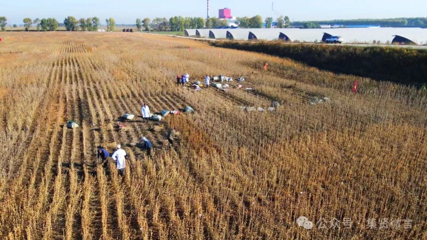 1732324243663291.jpg 4.jpg